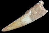 Real Spinosaurus Tooth - Minimal Tip Wear #85509-1